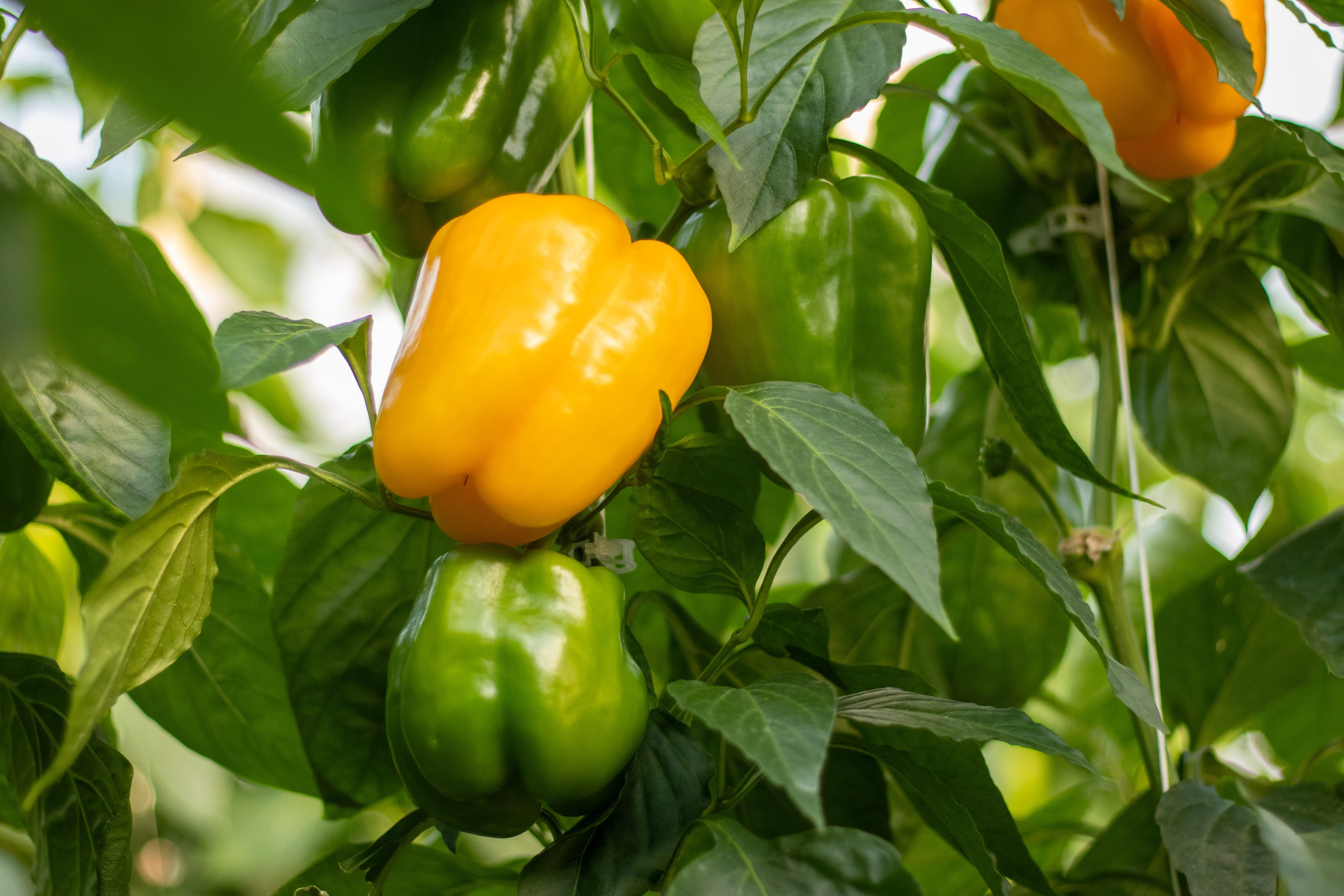 Gul paprika