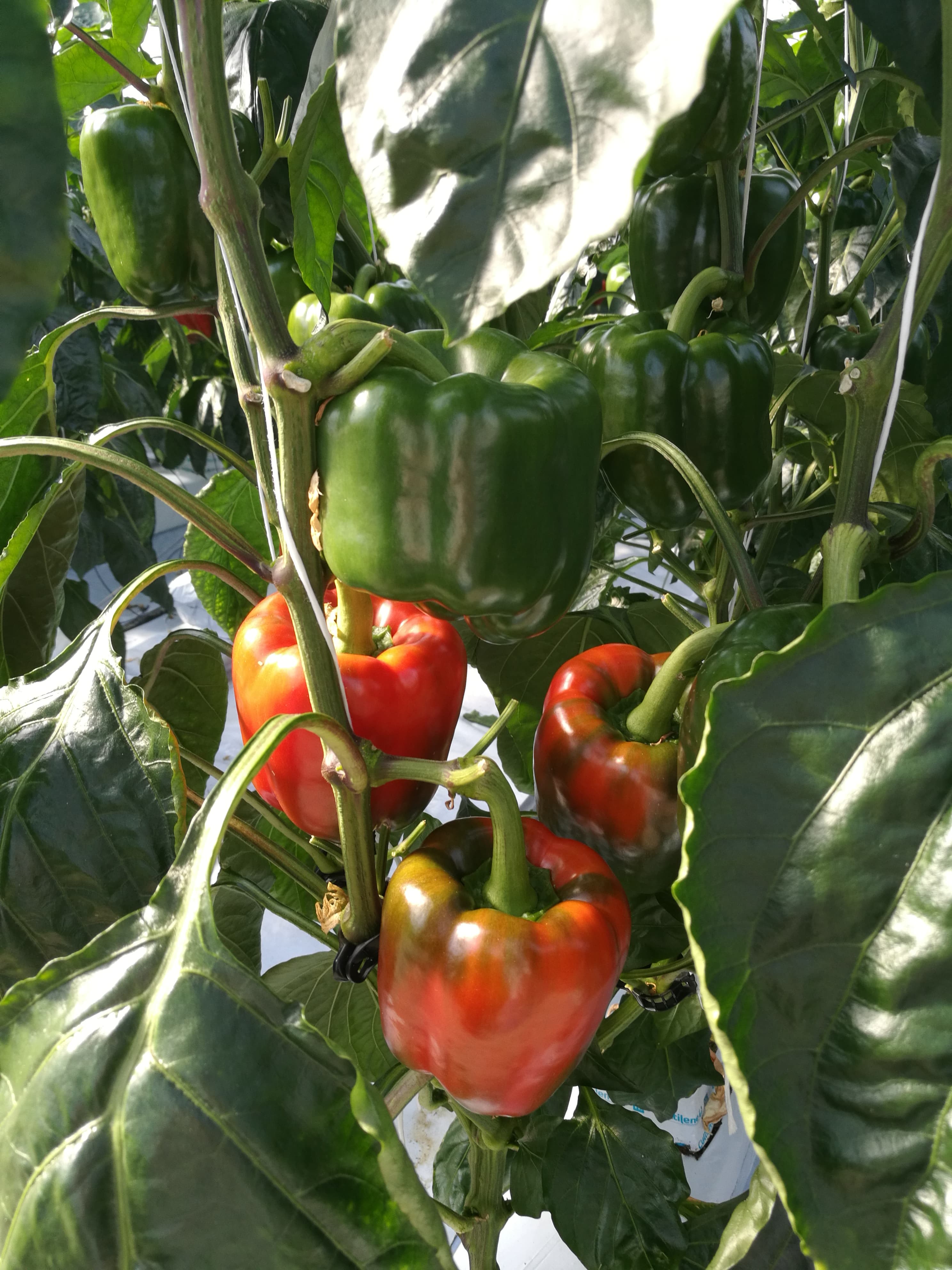 Paprika